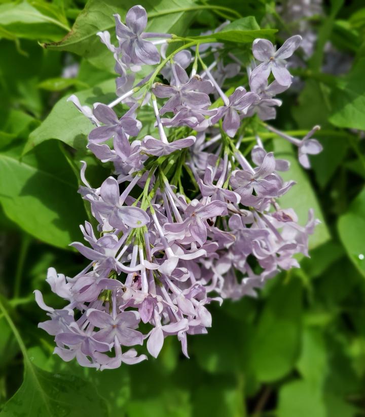 Syringa vulgaris 'New Age™ Lavender' New Age™ Lavender Lilac from ...