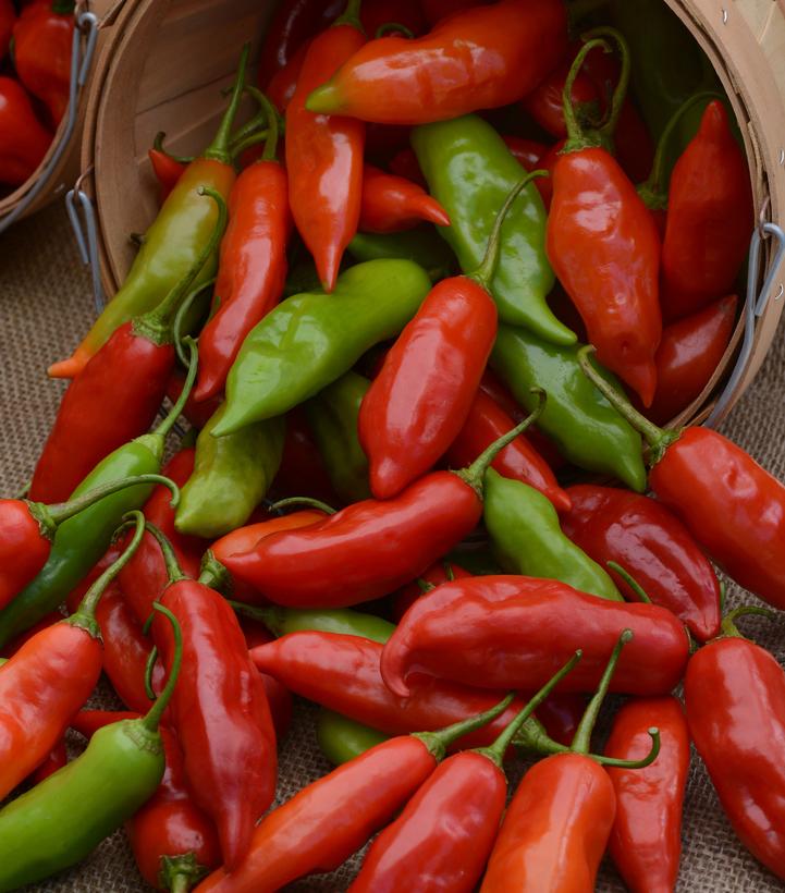 Pepper ''Aji Rico' (Hot)' - photo courtesy of Ball Seed