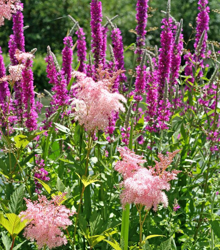 Filipendula rubra 'Venusta'