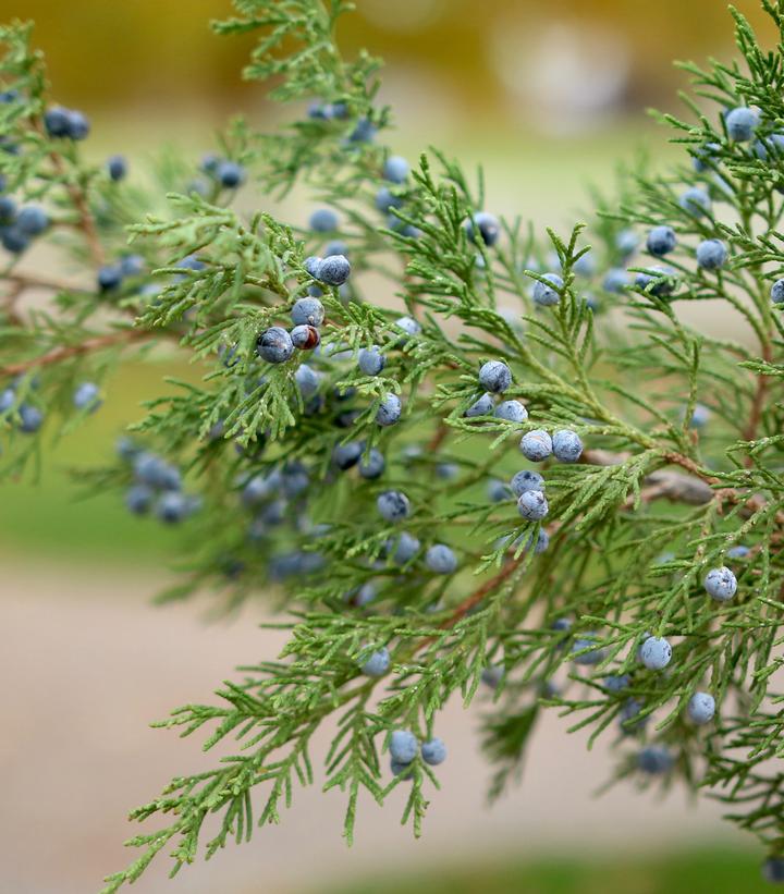 Juniperus chinensis 'Gin Fizz®' Gin Fizz® Juniper from Dietrich Gardens