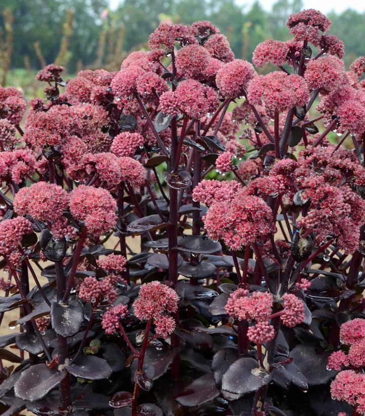 Image Credit: Walters Gardens
