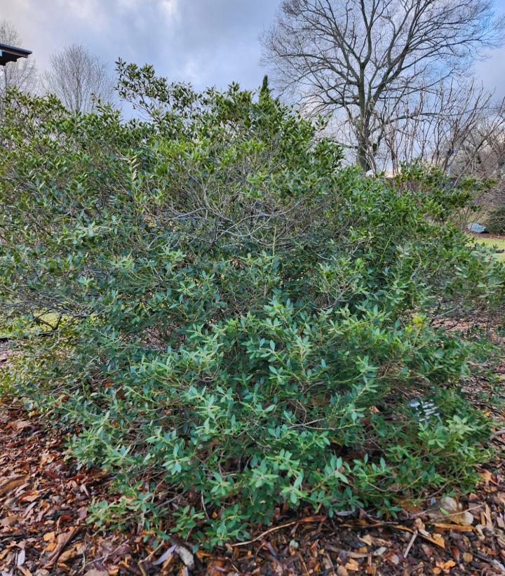 Ilex glabra 'Forever Emerald™' - Forever Emerald™ Inkberry from Prides Corner Farms