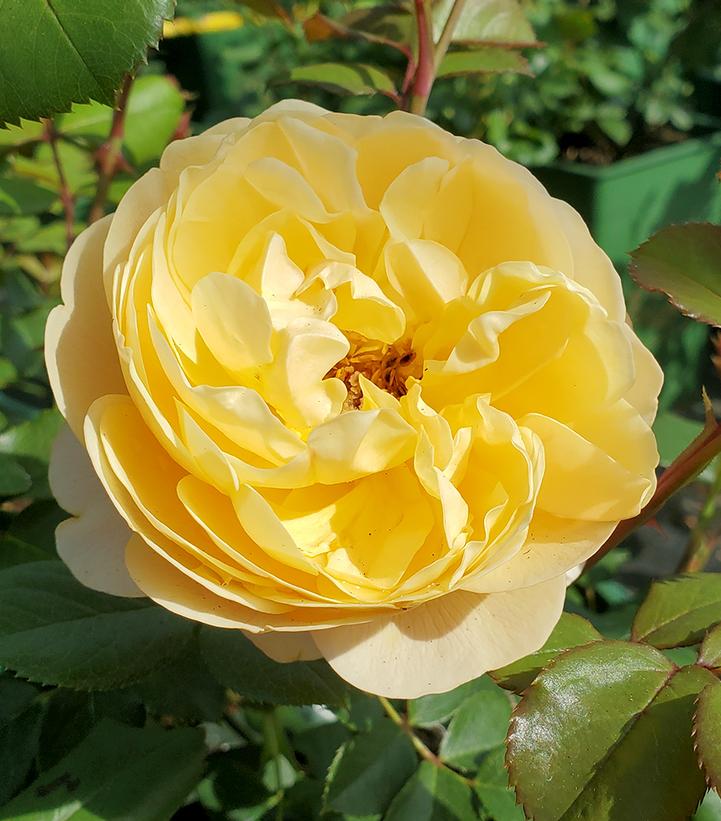 Image Credit: Prides Corner Farms