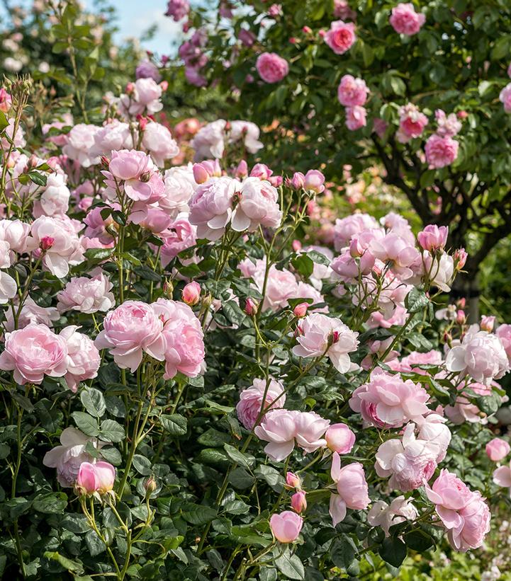 Image Credit: David Austin Roses