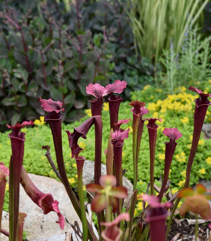 Image credit: Walters Gardens