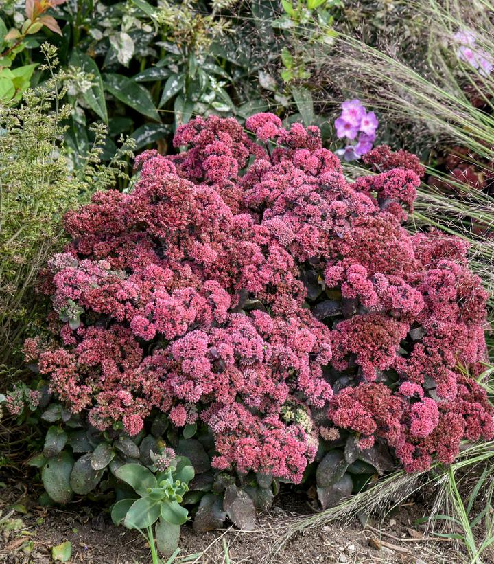 Image Credit: Walters Gardens