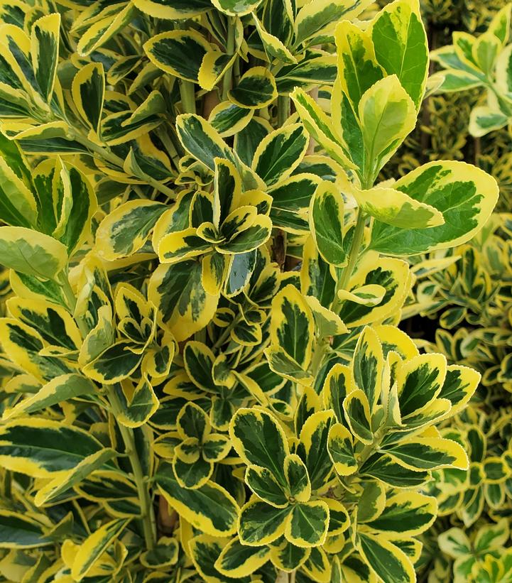 Euonymus japonicus ''Chollipo'' variegated Japanese euonymus from ...