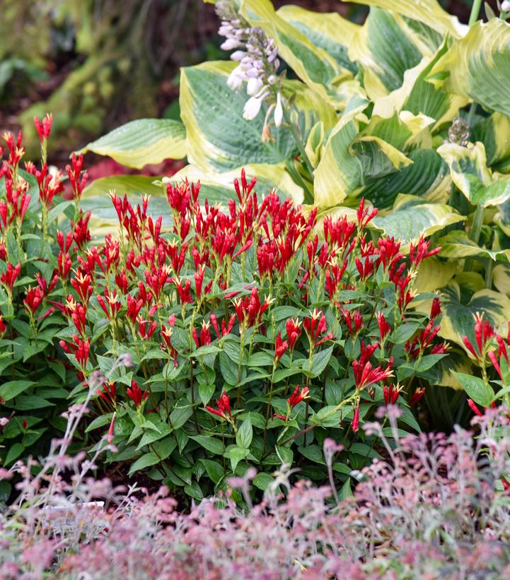 Image credit - Walters Gardens