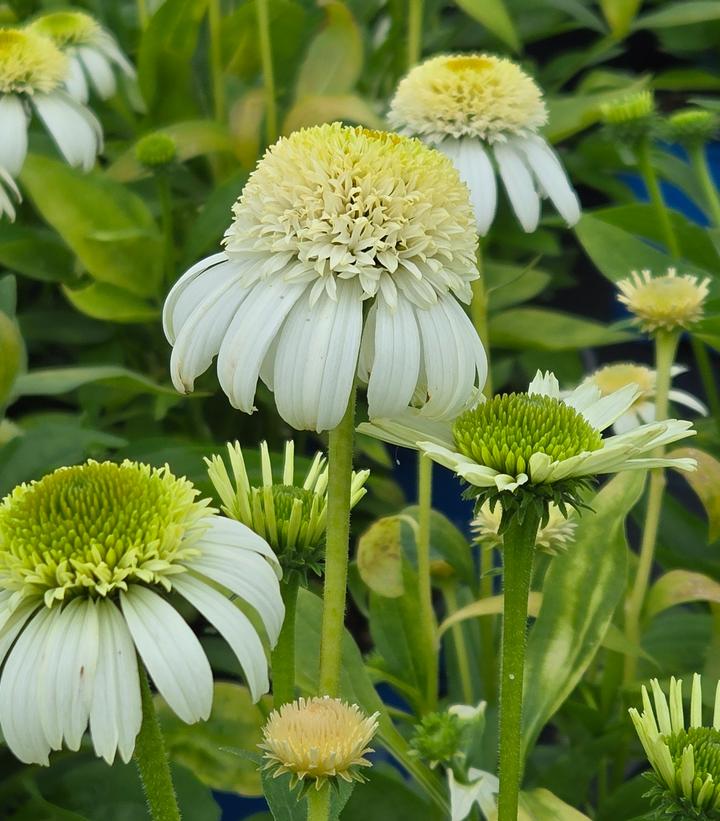 Image Credit: Prides Corner Farms