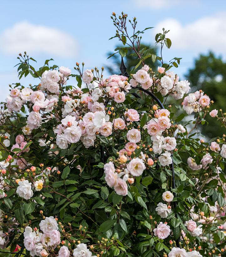 Image Credit: David Austin Roses