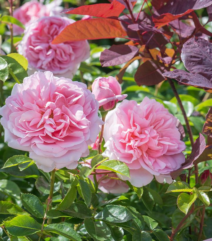 Image Credit: David Austin Roses