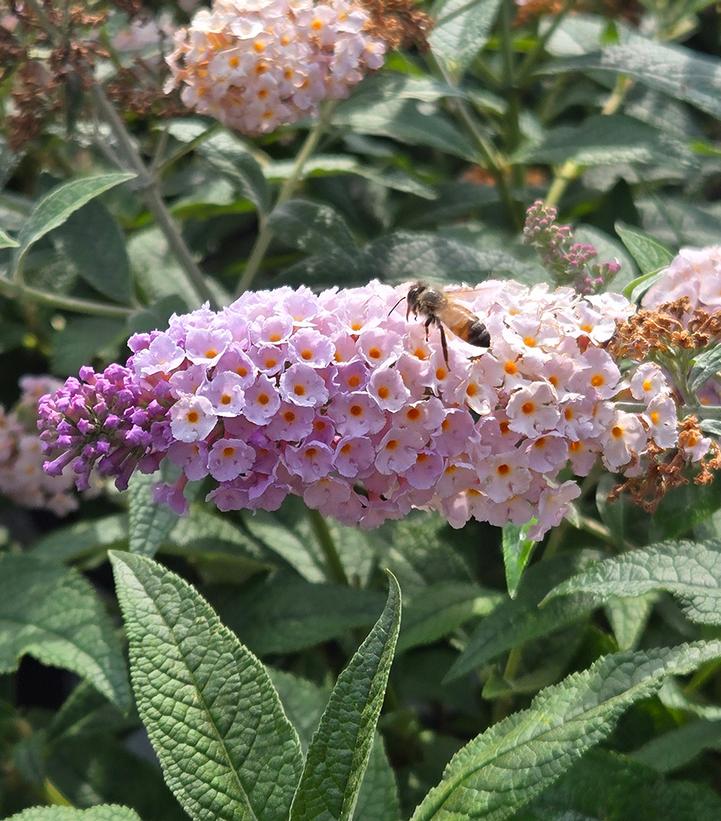 Image Credit: Prides Corner Farms