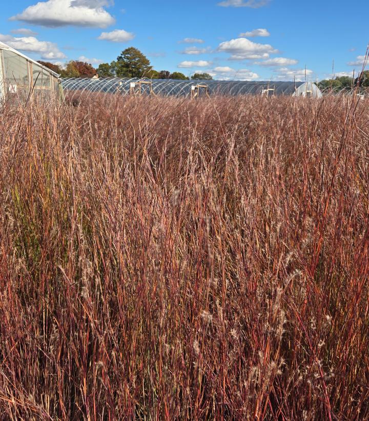 Image Credit: Prides Corner Farms