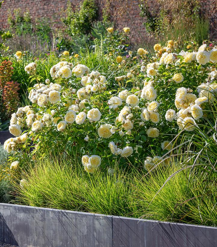 Image Credit: David Austin Roses