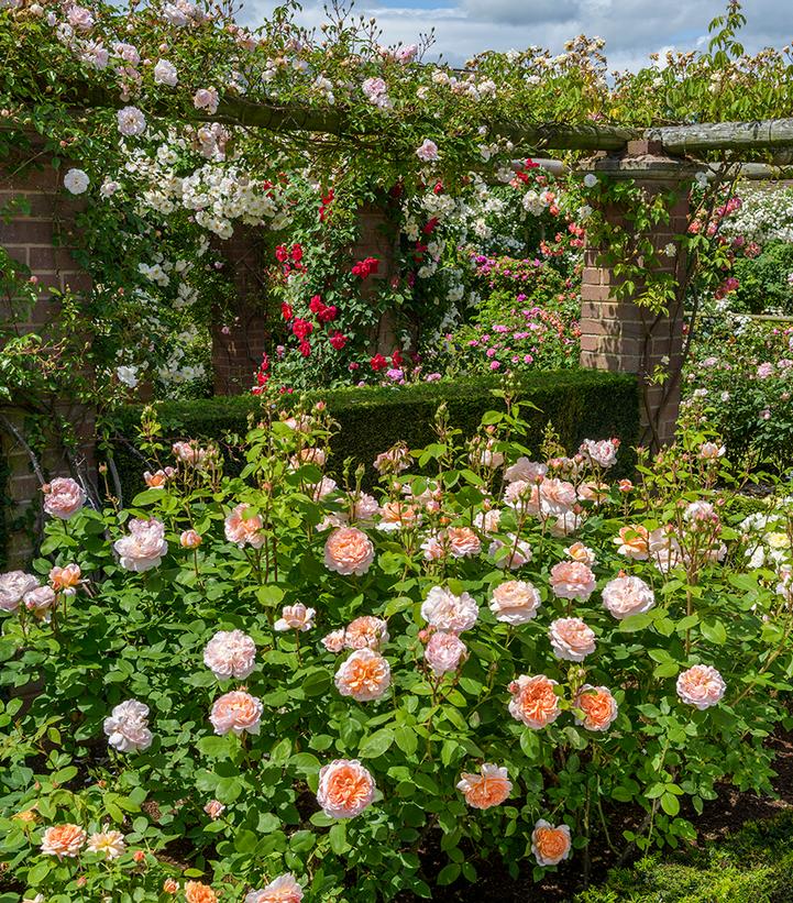 Image Credit: David Austin Roses