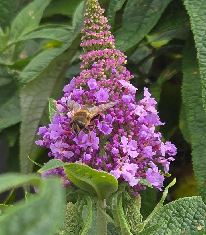 Image Credit: Prides Corner Farms