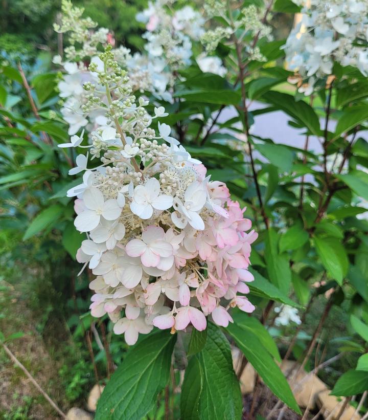 Hydrangea pan. 'Candelabra™' Candelabra™ Panicle Hydrangea from