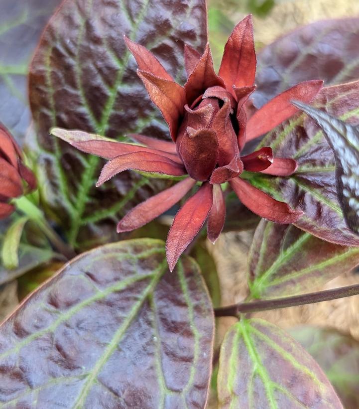 Calycanthus floridus var purpureus ''Burgundy Spice'' - Burgundy Spice Sweetshrub from Prides Corner Farms