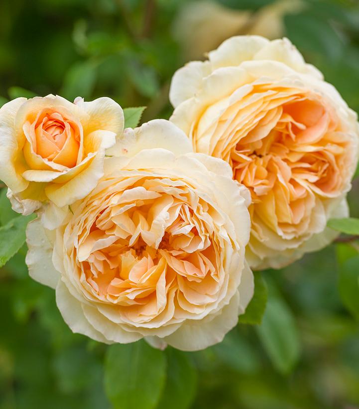 Image Credit: David Austin Roses