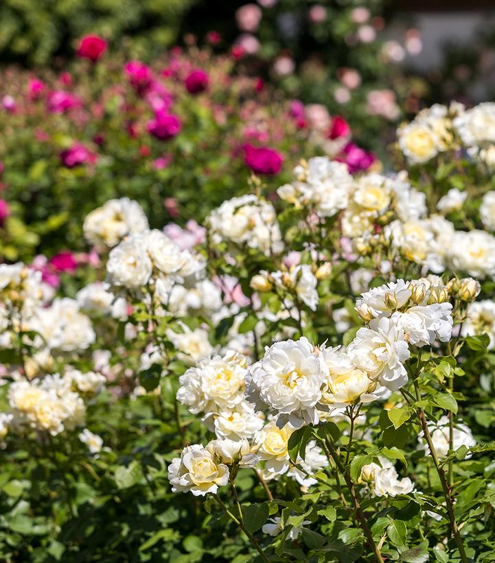 Image Credit: David Austin Roses