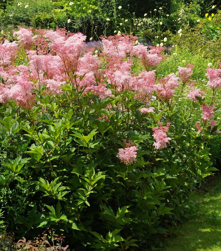 Filipendula rubra 'Venusta'