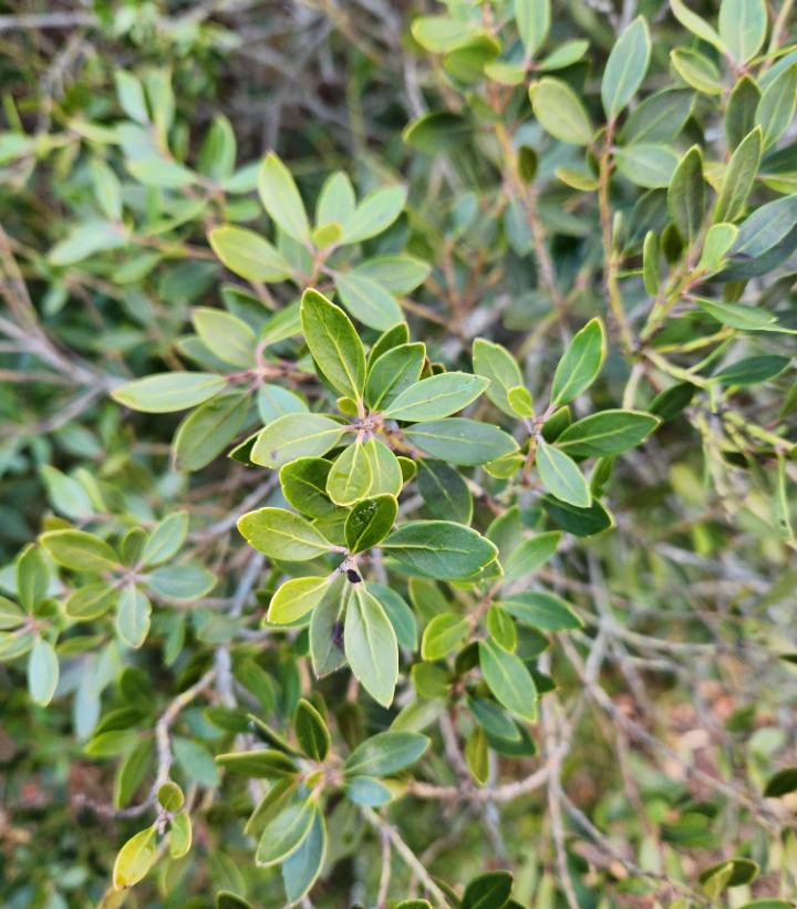 Ilex glabra 'Forever Emerald™' - Forever Emerald™ Inkberry from Prides Corner Farms