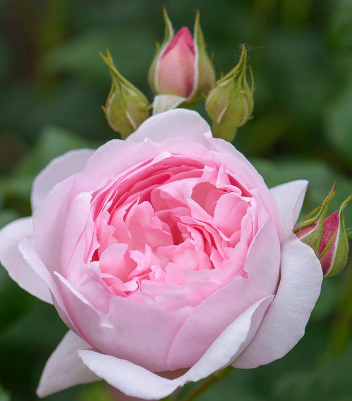 Image Credit: David Austin Roses