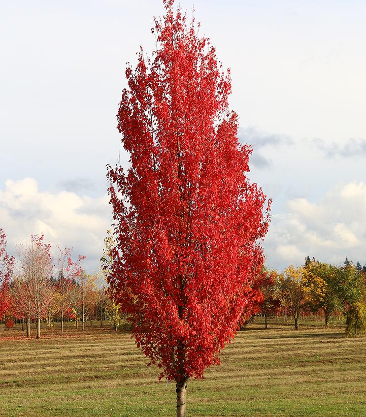 Acer palmatum ''Twombly's Red Sentinel'' - Twombly's Red Sentinel Japanese Maple from Prides Corner Farms
