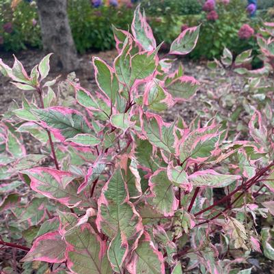 Cornus alba Sgt. Pepper™