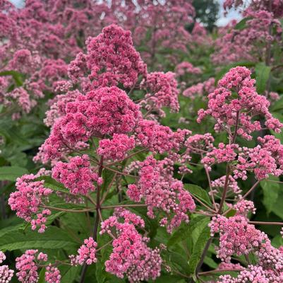 Eupatorium fistulosum 'JoJo'