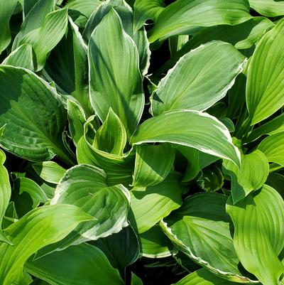 Hosta 'So Sweet'