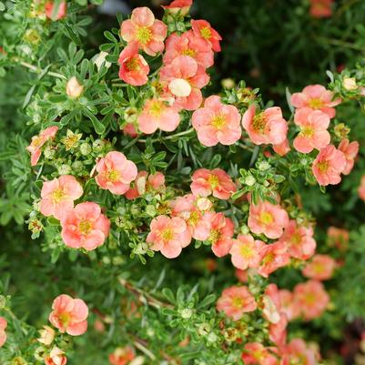 Potentilla fruticosa Happy Face® Orange