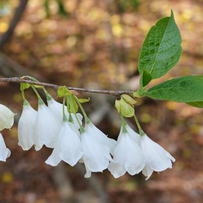 Halesia tetraptera (syn. Halesia carolina) 