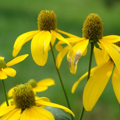 Rudbeckia laciniata 