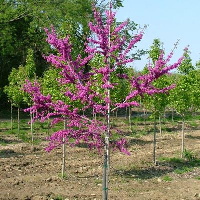 Cercis canadensis Luscious Lavender™