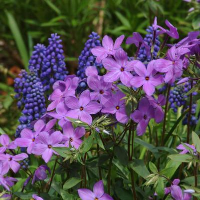 Phlox stolonifera Sherwood Purple