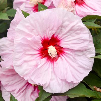 Hibiscus hybrid Summerific® 'All Eyes on Me'