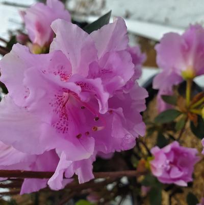 Azalea 'Elsie Lee'