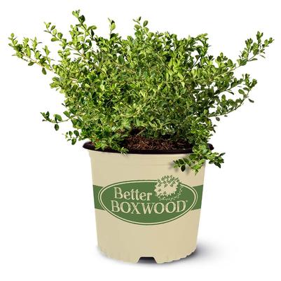 Buxus Babylon Beauty™