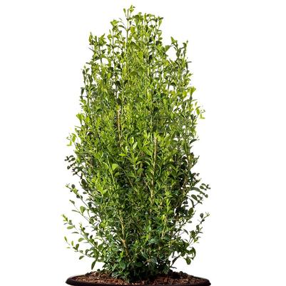 Buxus Heritage™