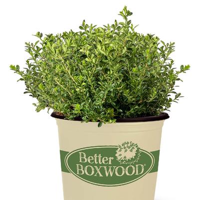 Buxus Renaissance™