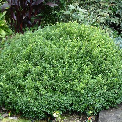 Buxus NewGen Liberty Belle™