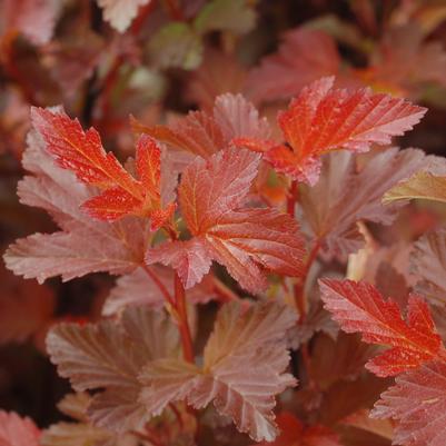 Physocarpus Center Glow