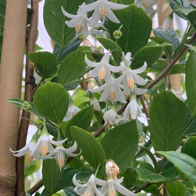 Styrax x japonicus Starway To Heaven™