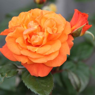 Rosa Showpiece™ Orange
