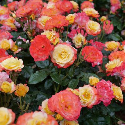 Rosa x Oso Easy En Fuego®