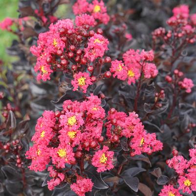 Lagerstroemia indica Center Stage® Pink