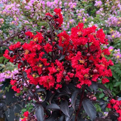 Lagerstroemia indica Center Stage® Red