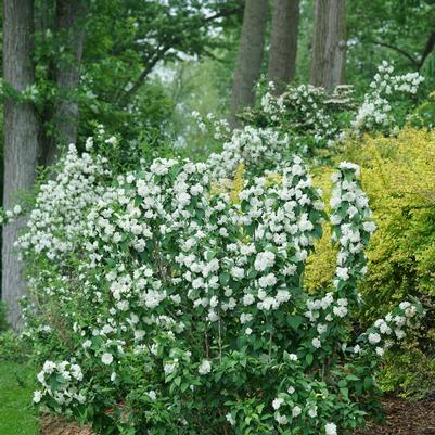 Philadelphus coronarius Illuminati Spice™