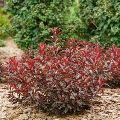 Prunus x cistena Stay Classy®
